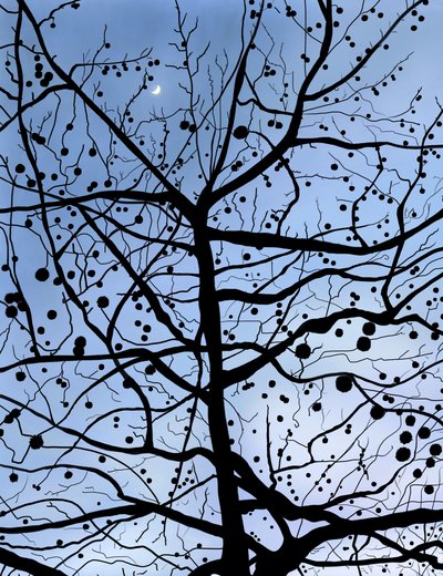 London PlaneTree and Moon, Brooklyn (grafika cyfrowa) autorstwa Evan Sklar