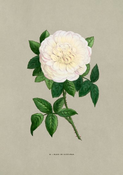 Rose Marie De Saint Jean autorstwa F. Grobon