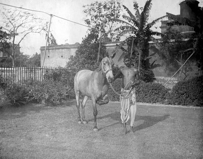 Mężczyzna z koniem, Alipore, Indie, 1905-1906 autorstwa F. L. Peters