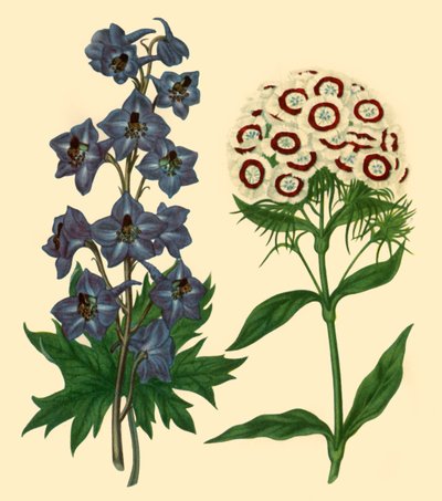„Larkspur and Sweet William: Delphinium elatum and Dianthus barbatus”, 1805, 1946. autorstwa F Sansom