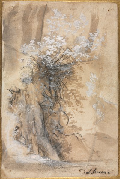 Kwitnący krzew nad zerodowanym brzegiem autorstwa Federico Barocci