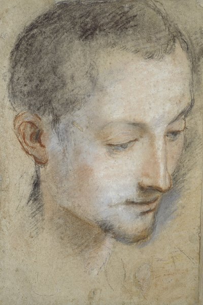 Studium głowy młodego mężczyzny (kreda czarna, czerwona i różowa na szarawym papierze) autorstwa Federico Barocci