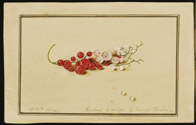 Czerwone i Białe Porzeczki, 1818 autorstwa Fedor Petrovich Tolstoy