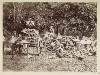 Ładowanie zebranych ananasów na wózki, Birma, Elgin Collection: „Autumn Tour 1898” (zdjęcie czarno-białe) autorstwa Felice Beato