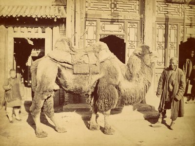 Wielbłąd dwugarbny z przewodnikiem, ok. 1860 (fotograwiura) autorstwa Felice Beato