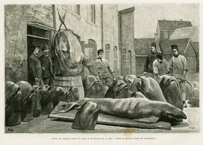 Przybycie martwych delfinów do domu pana Ostroma na Wyspie Torrents. Grawer Myrbacha ilustrujący historię Un mois dans l