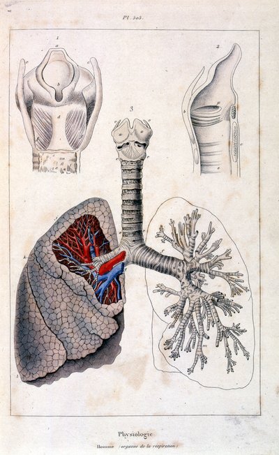 Ilustracja anatomiczna autorstwa F. E. Guerin. Z Dictionnaire pittoresque d