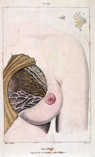 Ilustracja anatomiczna autorstwa F. E. Guerin. Z Dictionnaire pittoresque d
