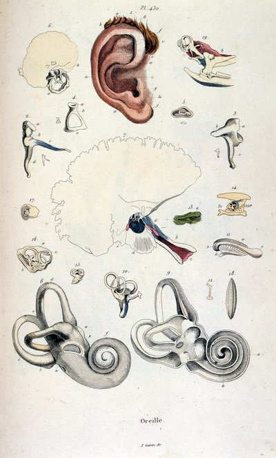 Ilustracja anatomiczna autorstwa F. E. Guerin. Z Dictionnaire pittoresque d