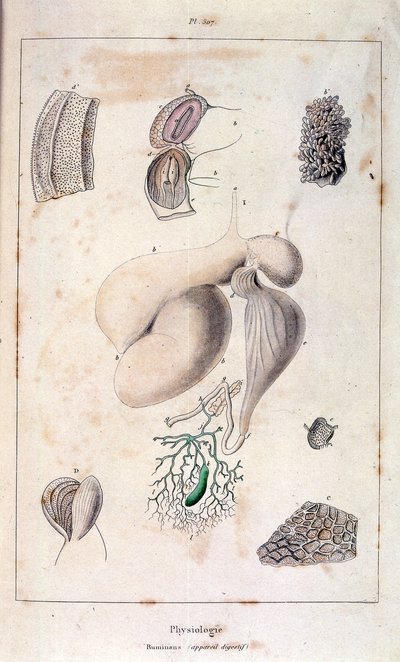 Ilustracja anatomiczna autorstwa F. E. Guerin. Z Dictionnaire pittoresque d
