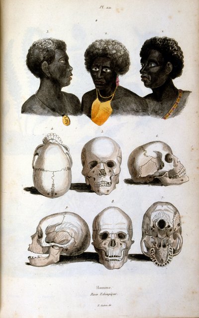 Ilustracja antropologiczna przedstawiająca rasę etiopską autorstwa Felix-Edouard Guerin