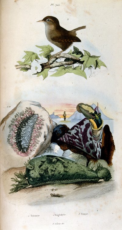 Ilustracja botaniczna i zoologiczna autorstwa F. E. Guerin. Z Dictionnaire pittoresque d