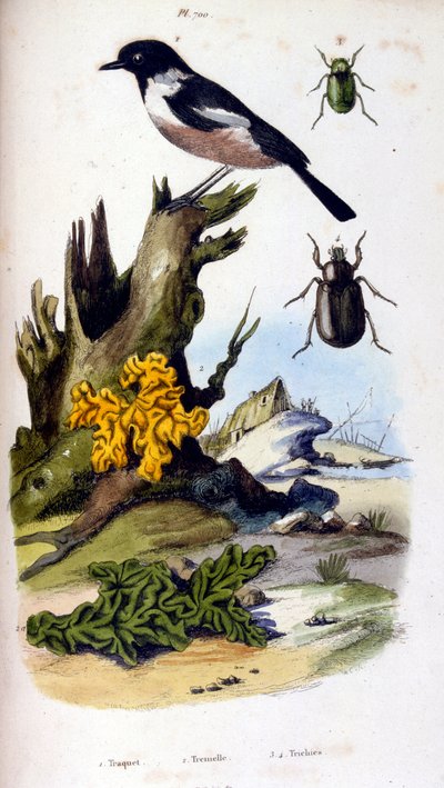 Ilustracja botaniczna i zoologiczna autorstwa F. E. Guerin. Z Dictionnaire pittoresque d