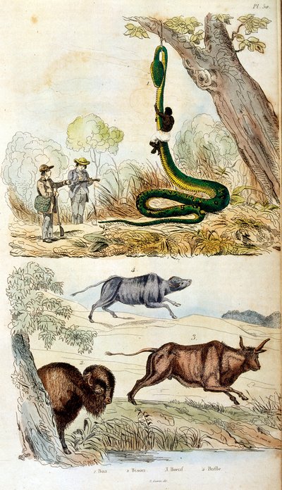 Ilustracja botaniczna i zoologiczna autorstwa F. E. Guerin. Z Dictionnaire pittoresque d