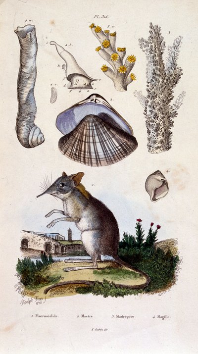 Ilustracja botaniczna i zoologiczna autorstwa F. E. Guerin. Z Dictionnaire pittoresque d