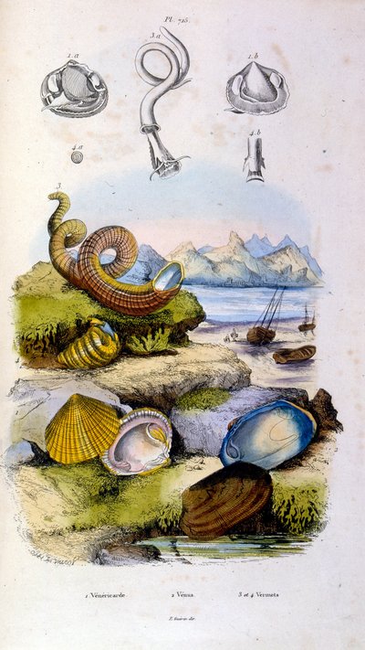 Ilustracja botaniczna i zoologiczna autorstwa F. E. Guerin. Z Dictionnaire pittoresque d