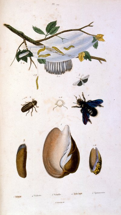 Ilustracja botaniczna i zoologiczna autorstwa F. E. Guerin. Z Dictionnaire pittoresque d