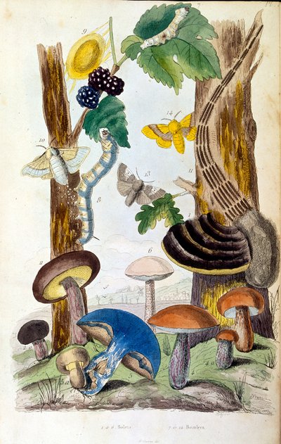 Ilustracja botaniczna i zoologiczna autorstwa F. E. Guerin. Z Dictionnaire pittoresque d