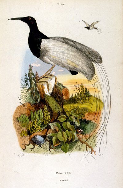 Ilustracja botaniczna i zoologiczna autorstwa F. E. Guerin. Z Dictionnaire pittoresque d