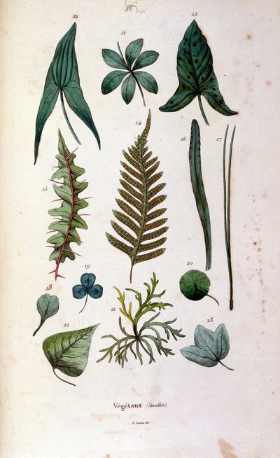 Ilustracja botaniczna i zoologiczna autorstwa F. E. Guerin. Z Dictionnaire pittoresque d