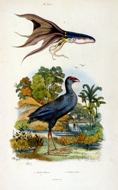 Ilustracja botaniczna i zoologiczna autorstwa F. E. Guerin. Z Dictionnaire pittoresque d