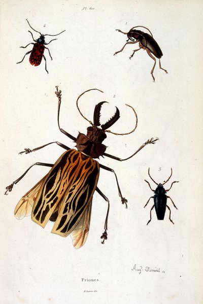 Ilustracja botaniczna i zoologiczna autorstwa F. E. Guerin. Z Dictionnaire pittoresque d