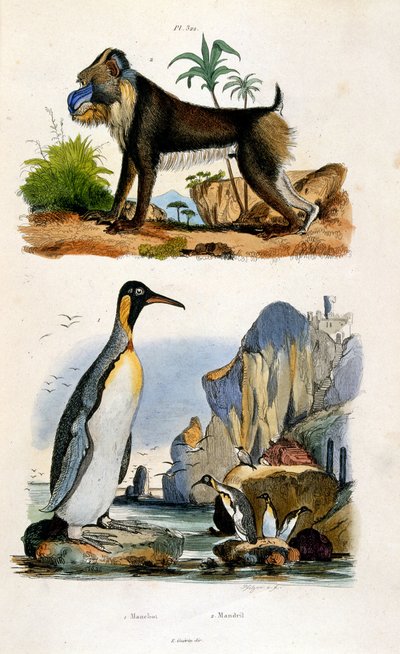 Ilustracja botaniczna i zoologiczna autorstwa F. E. Guerin. Z Dictionnaire pittoresque d