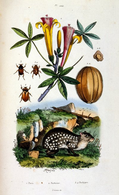 Ilustracja botaniczna i zoologiczna autorstwa F. E. Guerin. Z Dictionnaire pittoresque d