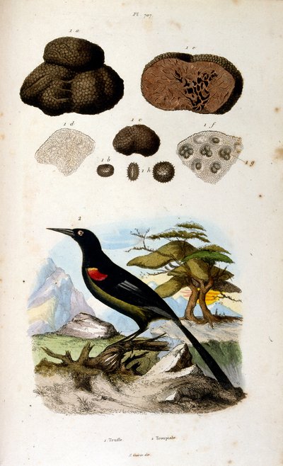 Ilustracja botaniczna i zoologiczna autorstwa F. E. Guerin. Z Dictionnaire pittoresque d