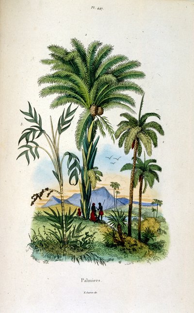 Ilustracja botaniczna i zoologiczna autorstwa F. E. Guerin. Z Dictionnaire pittoresque d