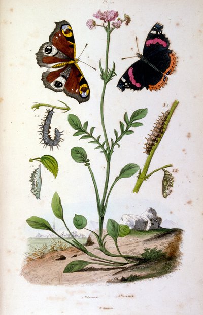 Ilustracja botaniczna i zoologiczna autorstwa F. E. Guerin. Z Dictionnaire pittoresque d