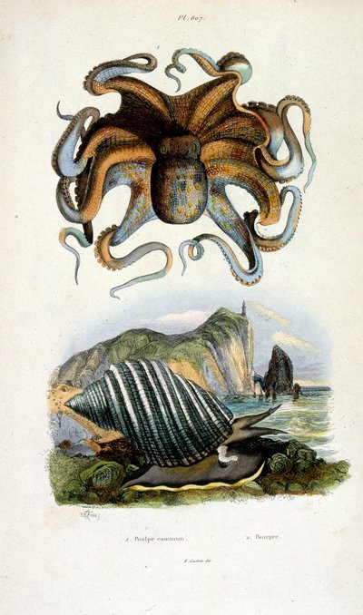 Ilustracja botaniczna i zoologiczna autorstwa F. E. Guerin. Z Dictionnaire pittoresque d