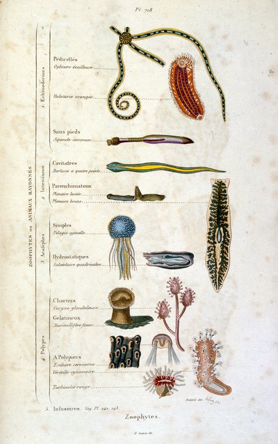 Ilustracja botaniczna i zoologiczna autorstwa F. E. Guerin. Z Dictionnaire pittoresque d