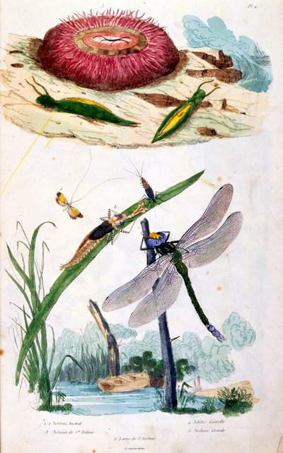 Ilustracja botaniczna i zoologiczna autorstwa F. E. Guerin. Z Dictionnaire pittoresque d