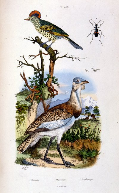 Ilustracja botaniczna i zoologiczna autorstwa F. E. Guerin. Z Dictionnaire pittoresque d