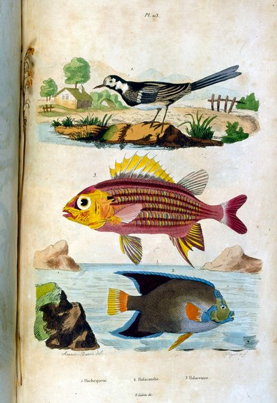 Ilustracja botaniczna i zoologiczna autorstwa F. E. Guerin. Z Dictionnaire pittoresque d