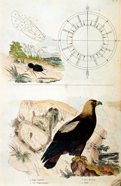 Ilustracja botaniczna i zoologiczna autorstwa F. E. Guerin. Z Dictionnaire pittoresque d