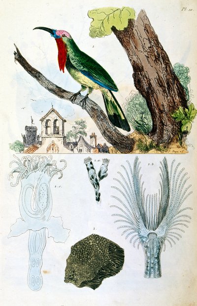 Ilustracja botaniczna i zoologiczna autorstwa F. E. Guerin. Z Dictionnaire pittoresque d