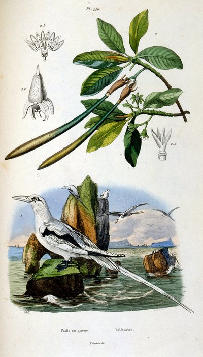 Ilustracja botaniczna i zoologiczna autorstwa F. E. Guerin. Z Dictionnaire pittoresque d