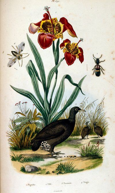 Ilustracja botaniczna i zoologiczna autorstwa F. E. Guerin. Z Dictionnaire pittoresque d
