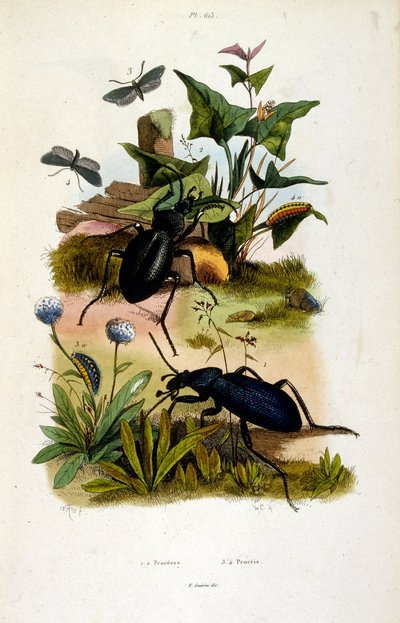 Ilustracja botaniczna i zoologiczna autorstwa F. E. Guerin. Z Dictionnaire pittoresque d