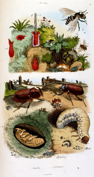 Ilustracja botaniczna i zoologiczna autorstwa F. E. Guerin. Z Dictionnaire pittoresque d