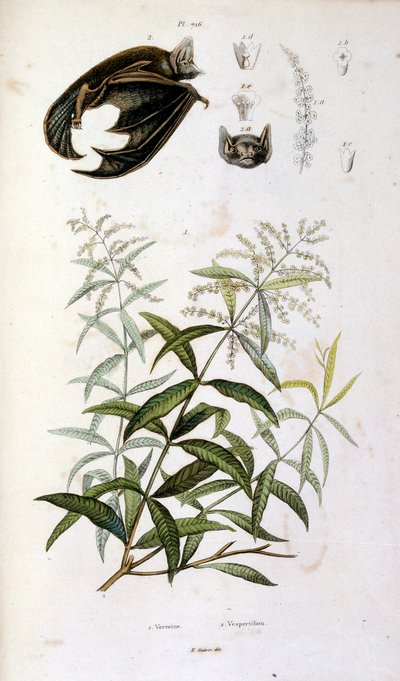 Ilustracja botaniczna i zoologiczna autorstwa F. E. Guerin. Z Dictionnaire pittoresque d