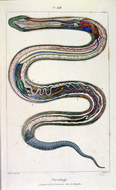Ilustracja botaniczna i zoologiczna autorstwa F. E. Guerin. Z Dictionnaire pittoresque d