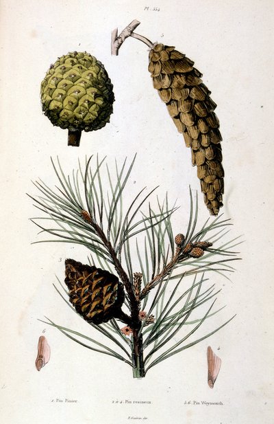 Ilustracja botaniczna i zoologiczna autorstwa F. E. Guerin. Z Dictionnaire pittoresque d