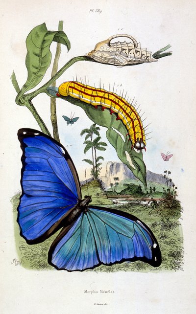 Ilustracja botaniczna i zoologiczna autorstwa F. E. Guerin. Z Dictionnaire pittoresque d