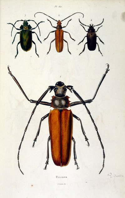 Ilustracja botaniczna i zoologiczna autorstwa F. E. Guerin. Z Dictionnaire pittoresque d