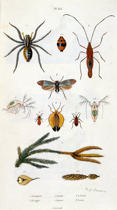 Ilustracja botaniczna i zoologiczna autorstwa F. E. Guerin. Z Dictionnaire pittoresque d