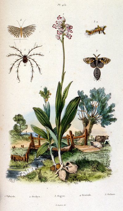 Ilustracja botaniczna i zoologiczna autorstwa F. E. Guerin. Z Dictionnaire pittoresque d