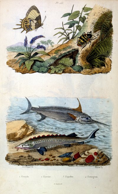 Ilustracja botaniczna i zoologiczna autorstwa F. E. Guerin. Z Dictionnaire pittoresque d